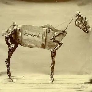 The horse Comanche